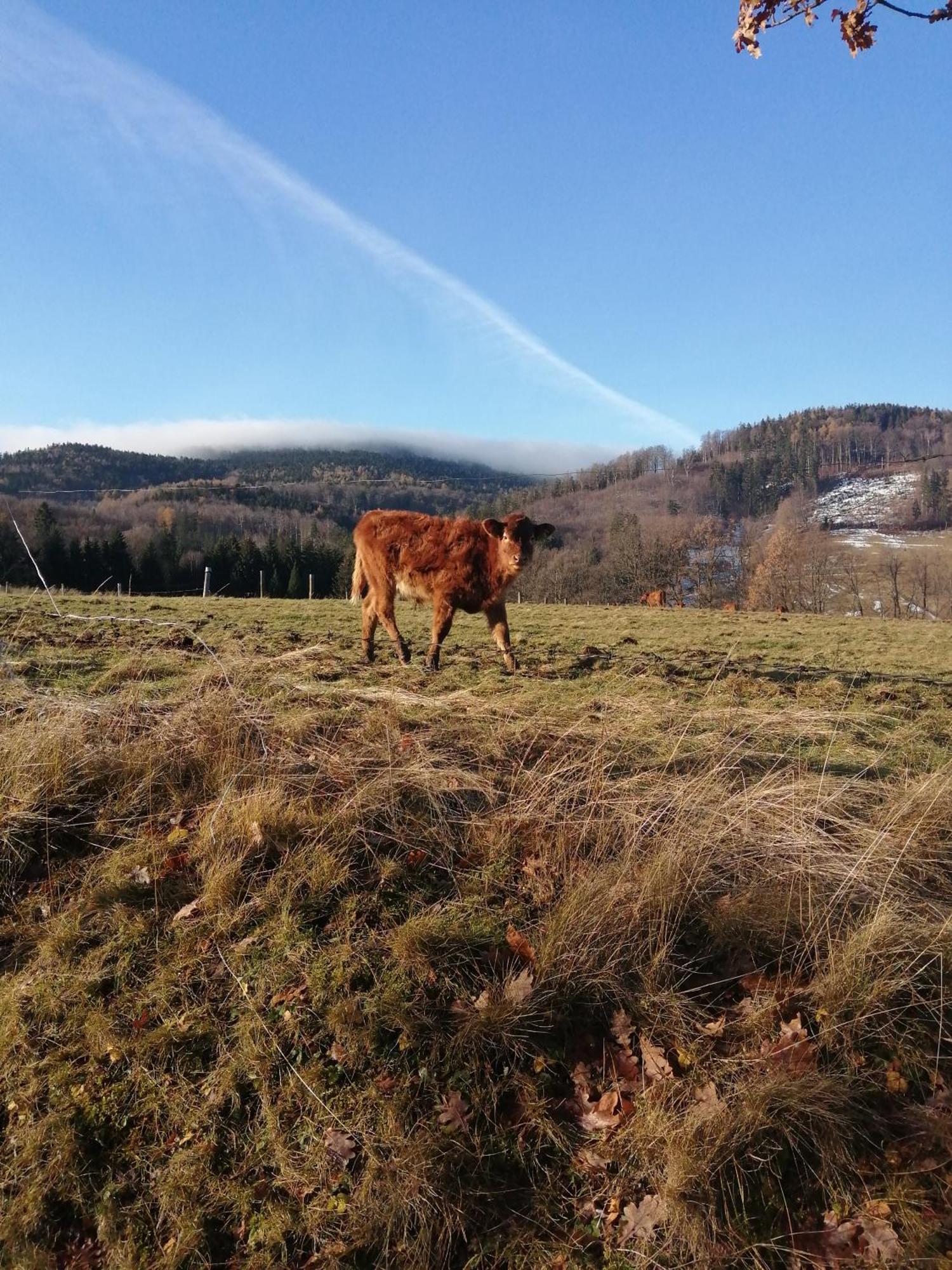 Domek W Gorach Sowich Pieszyce Buitenkant foto